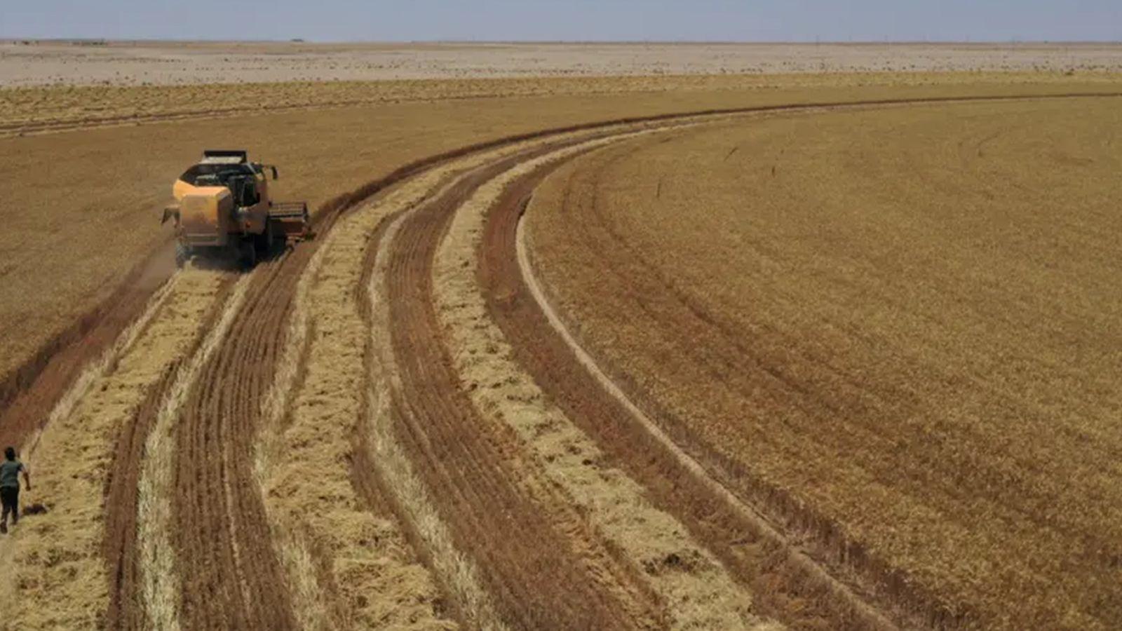 عیراق ئاستێكی پێوانەیی لە بڕی گەنمی كۆگاكراو تۆماركرد