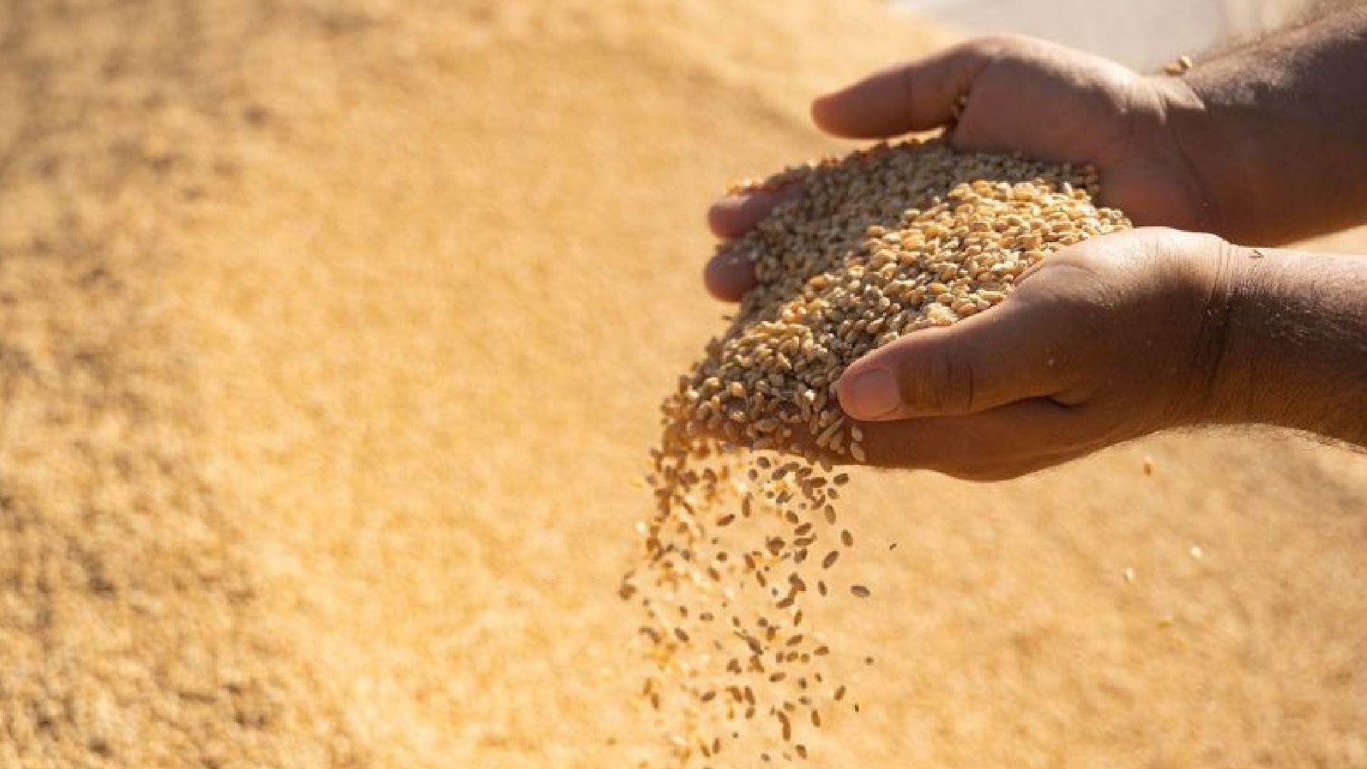 حكومەتی عیراق بڕی 400 هەزار تۆن گەنم لە هەرێمی كوردستان وەردەگرێت