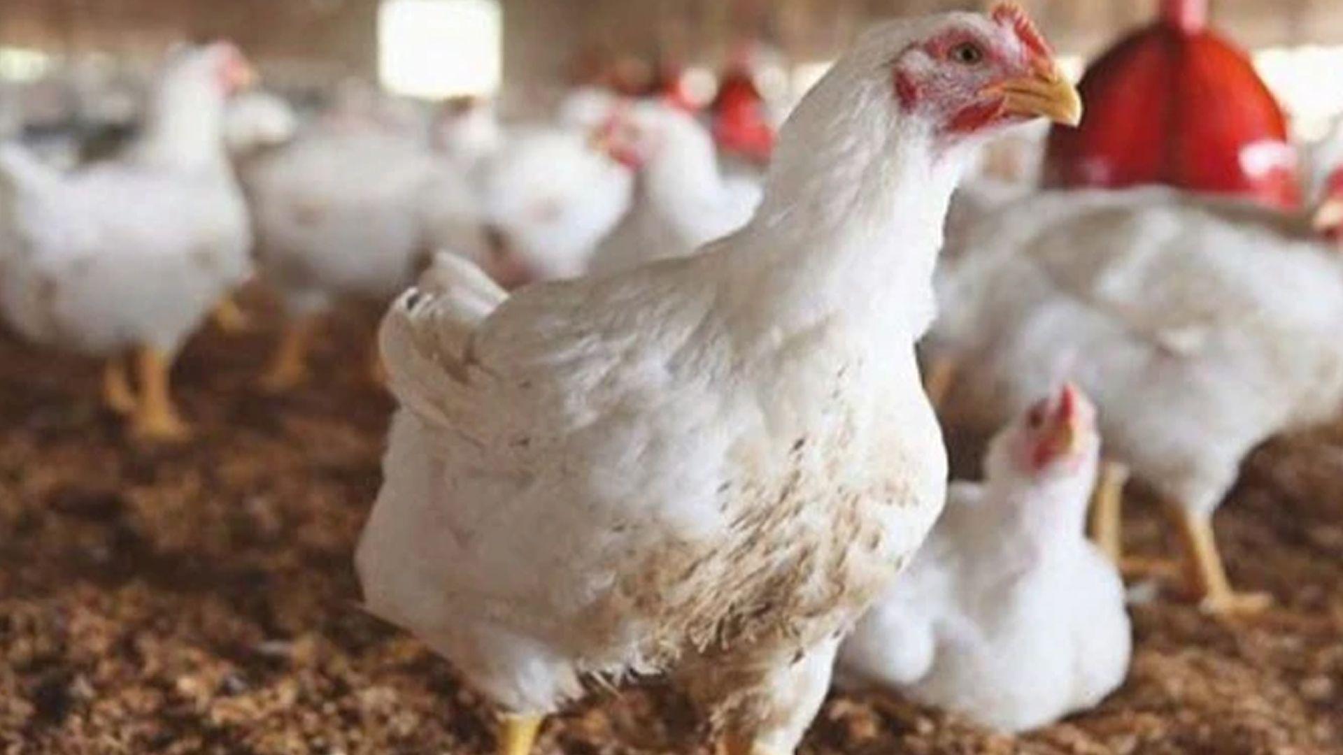 ئاژانسی رۆیتەرز: عیراق دەیەوێت مریشك لە چینەوە هاوردە بكات