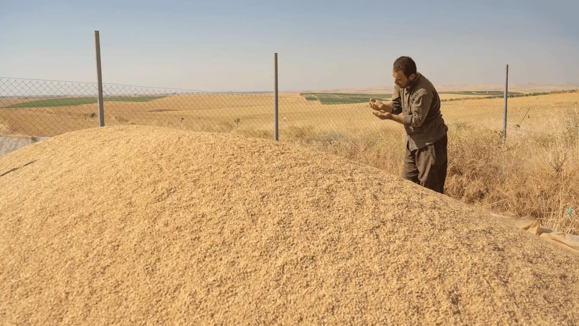 وەزارەتی كشتوكاڵی عیراق: ئەمساڵ لە بەرهەمهێنانی گەنم و جۆدا دەگەینە ئاستی خودبژێوی