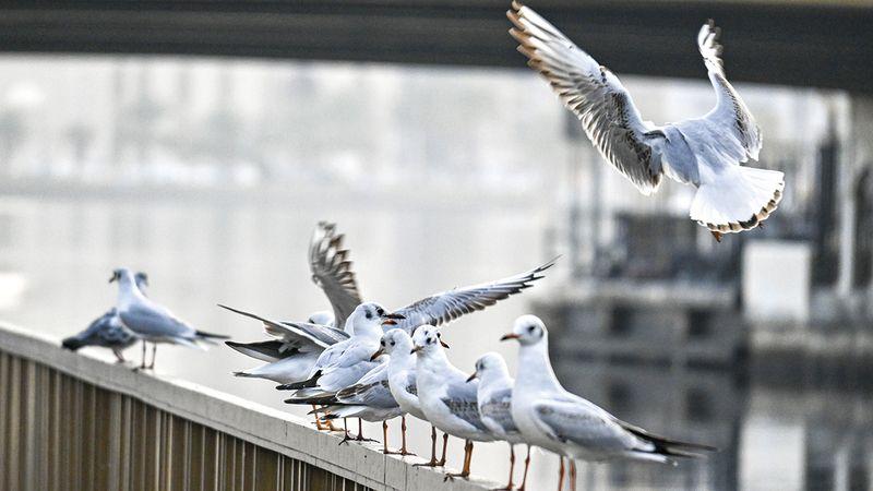 طقس العراق.. صحو مع سحب متفرقة وارتفاع طفيف بالحرارة