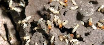 دراسة جديدة: النمل الأبيض يستخدم التقنيات البشرية للانتشار