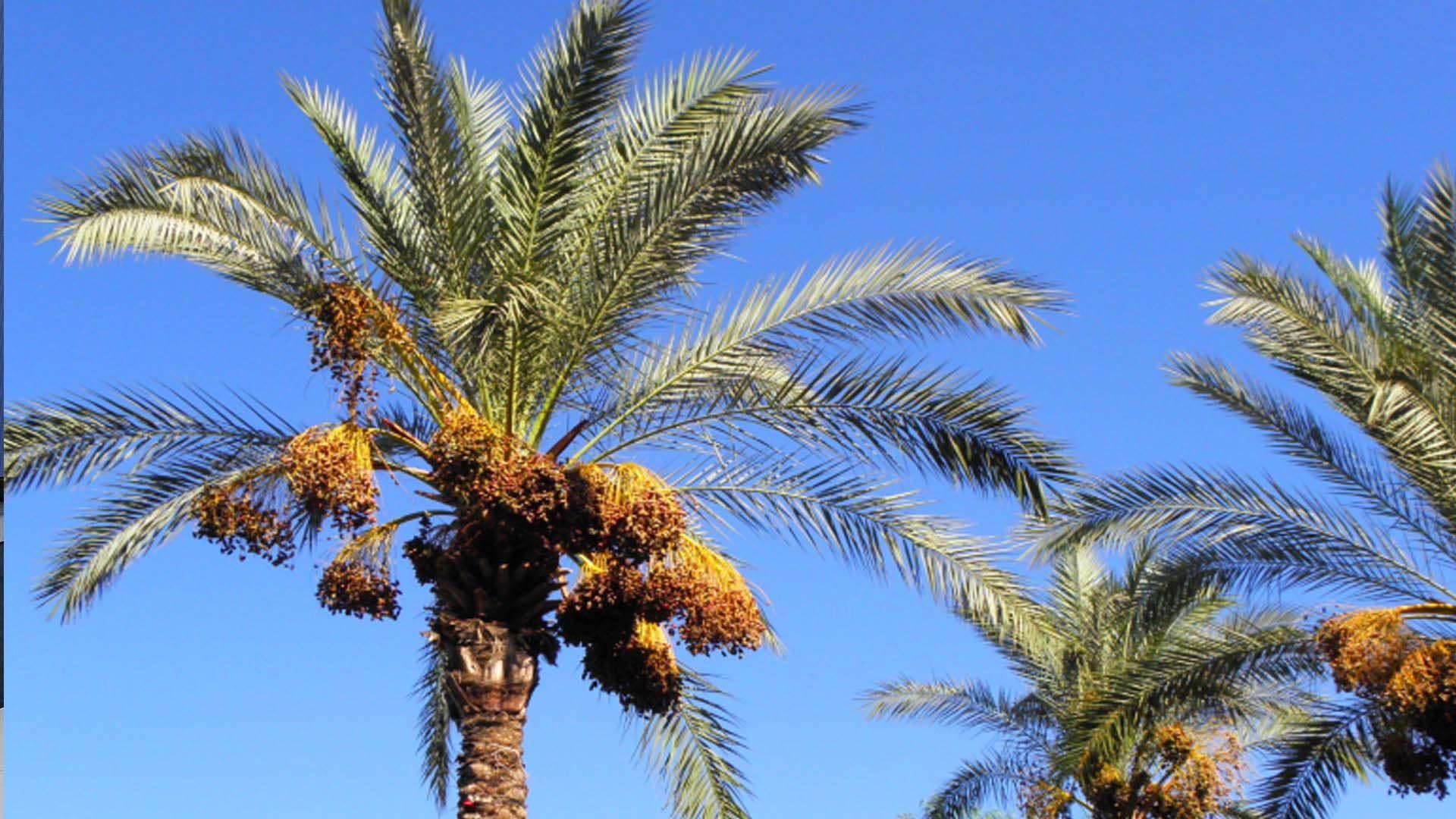 عیراق لە ژمارەی دار خورما یەكەمی جیهانە