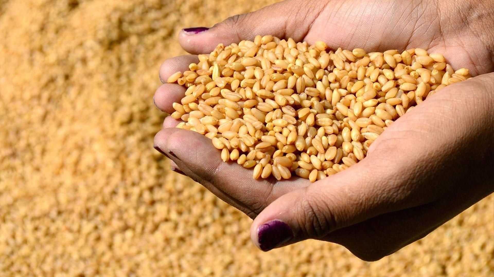 كشتوكاڵی عیراق: ئەو بەروبومی كشتوكاڵیانە دادەچێنن بەرگەی پلەی گەرمای بەرزبگرن و گۆڕانكاری كەشوهەوا بگرن