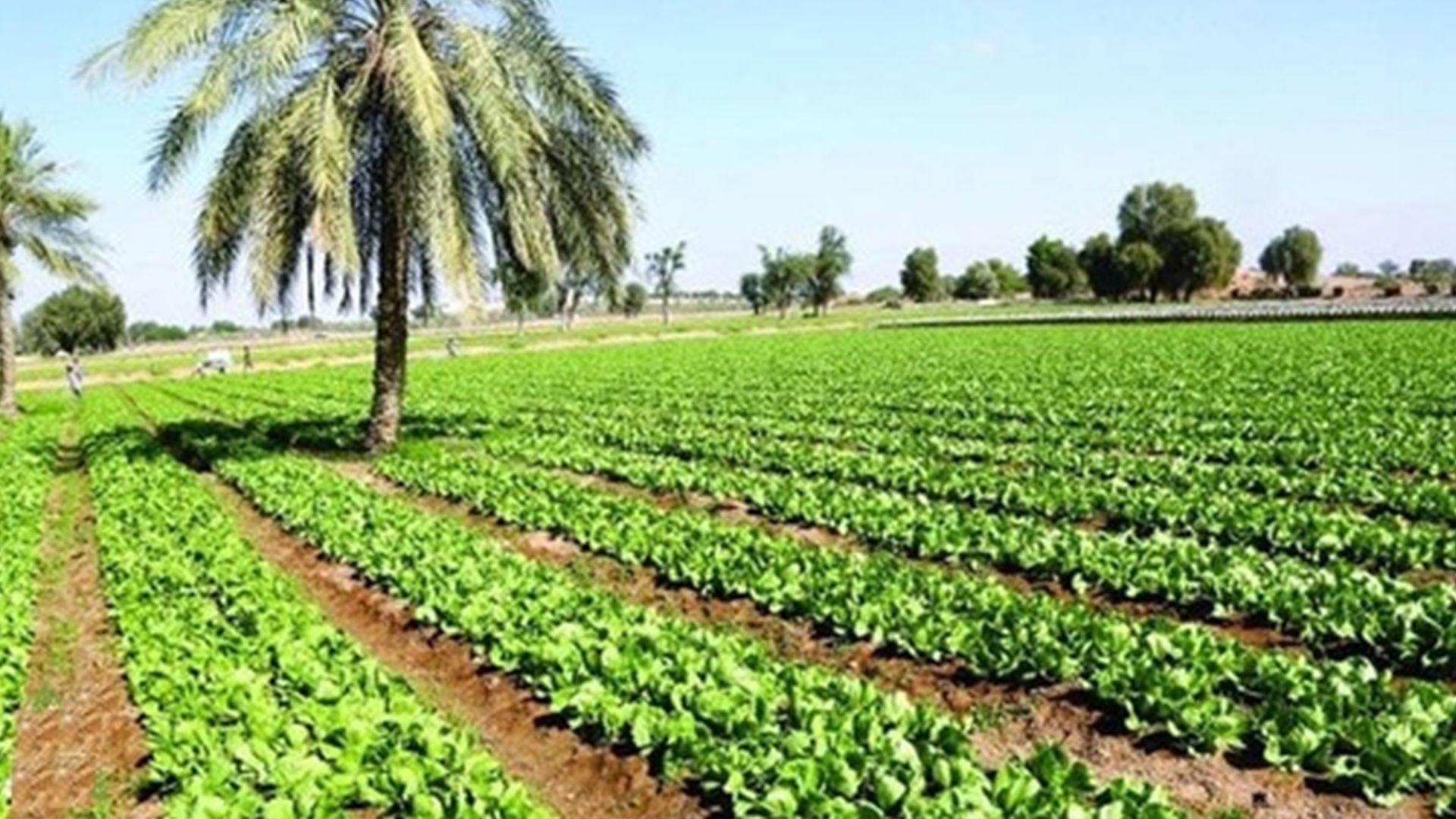 كشتوكاڵی عیراق: زیادكردنی پشكی ئاو لەلایەن توركیاوە رێگەخۆشكەرە بۆ فراوانكردنی رووبەرە كشتوكاڵییەكان