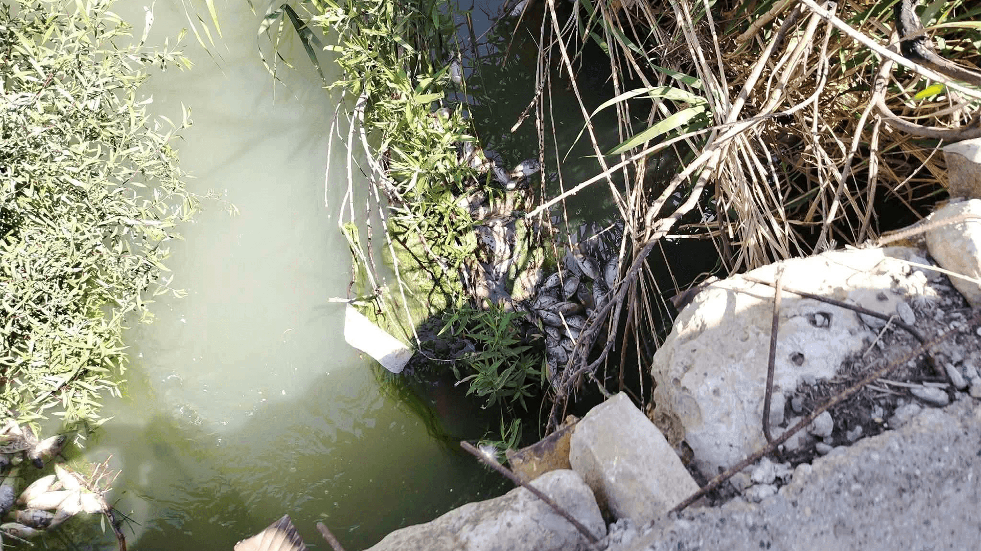 هاووڵاتییەک دەستگیرکرا کە نزیکەی سێ هەزار ماسی مردووی فڕێدابووە چەمی تابین