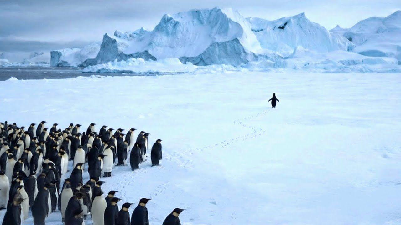 البطريق المتوحد: القصة الكاملة والمصير المجهول... ما أكّده الخبراء بعكس ما اشتهاه المتابعون