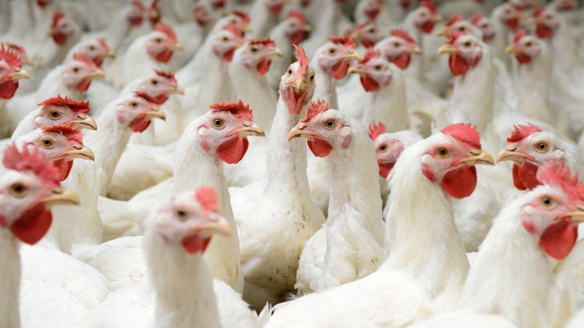 حاڵەتێكی مەترسیداری ئەنفلۆنزای باڵندە لە بەریتانیا دەستنیشانكرا