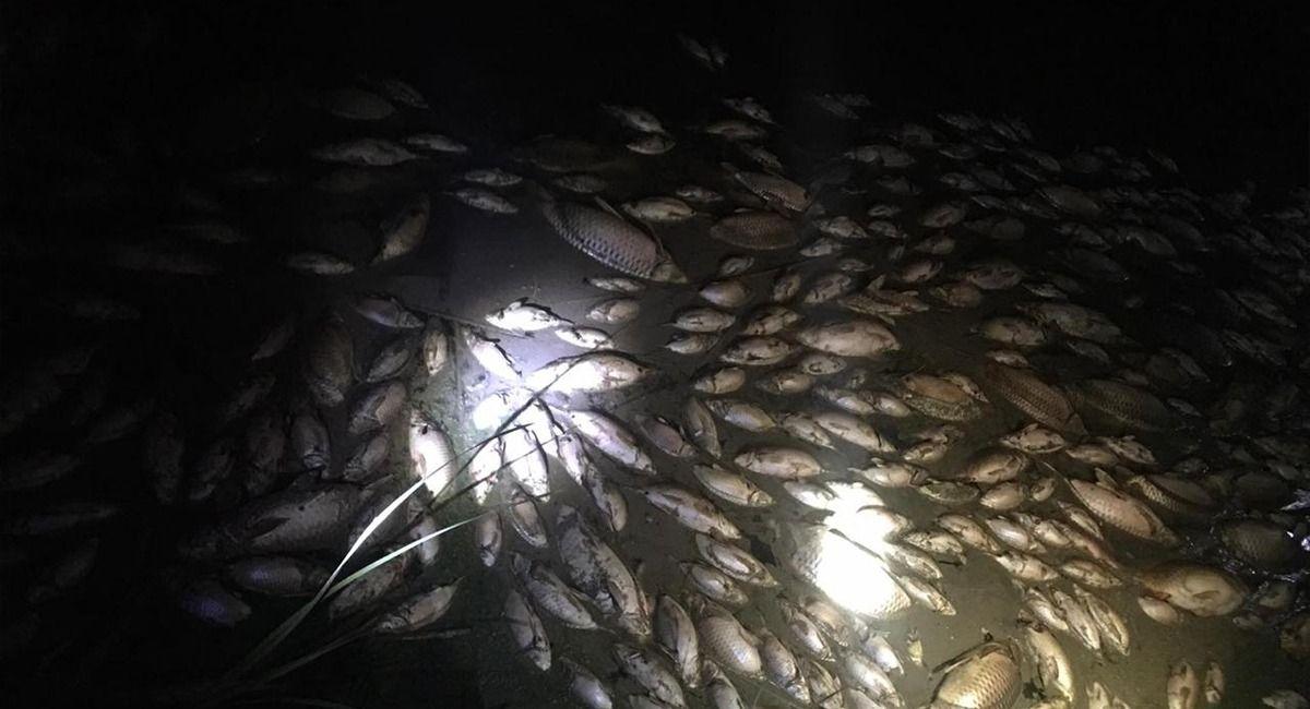 تحديد أسباب نفوق الأسماك في نهر اليهودية ببابل