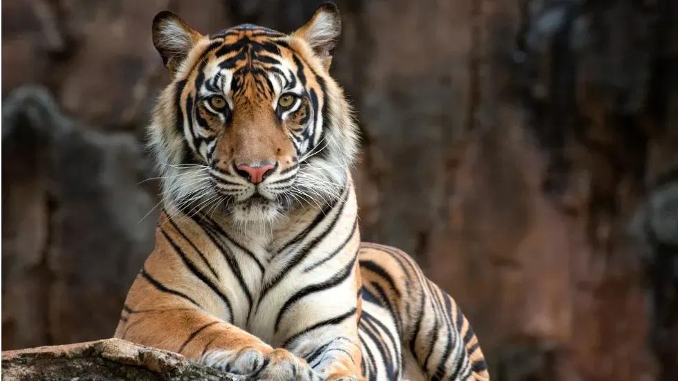 نیپاڵ پڵنگی لێ زیادە و دەیانكاتە دیاری