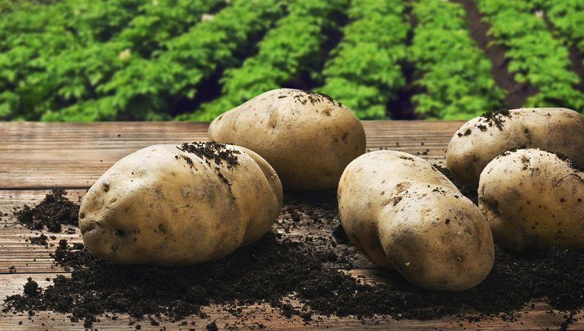 وەزارەتی كشتوكاڵی هەرێم قەدەغەی هاوردەكردنی پەتاتەی درێژكردەوە