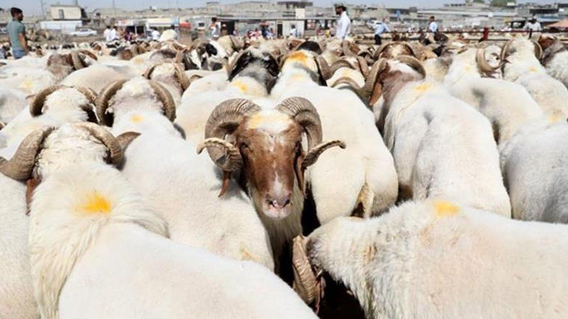 شارەوانیی سلێمانی: ئەنجامدانی قوربانی و کاری ئاژەڵداری لە شەقام و گەڕەکەکان قەدەغەیە