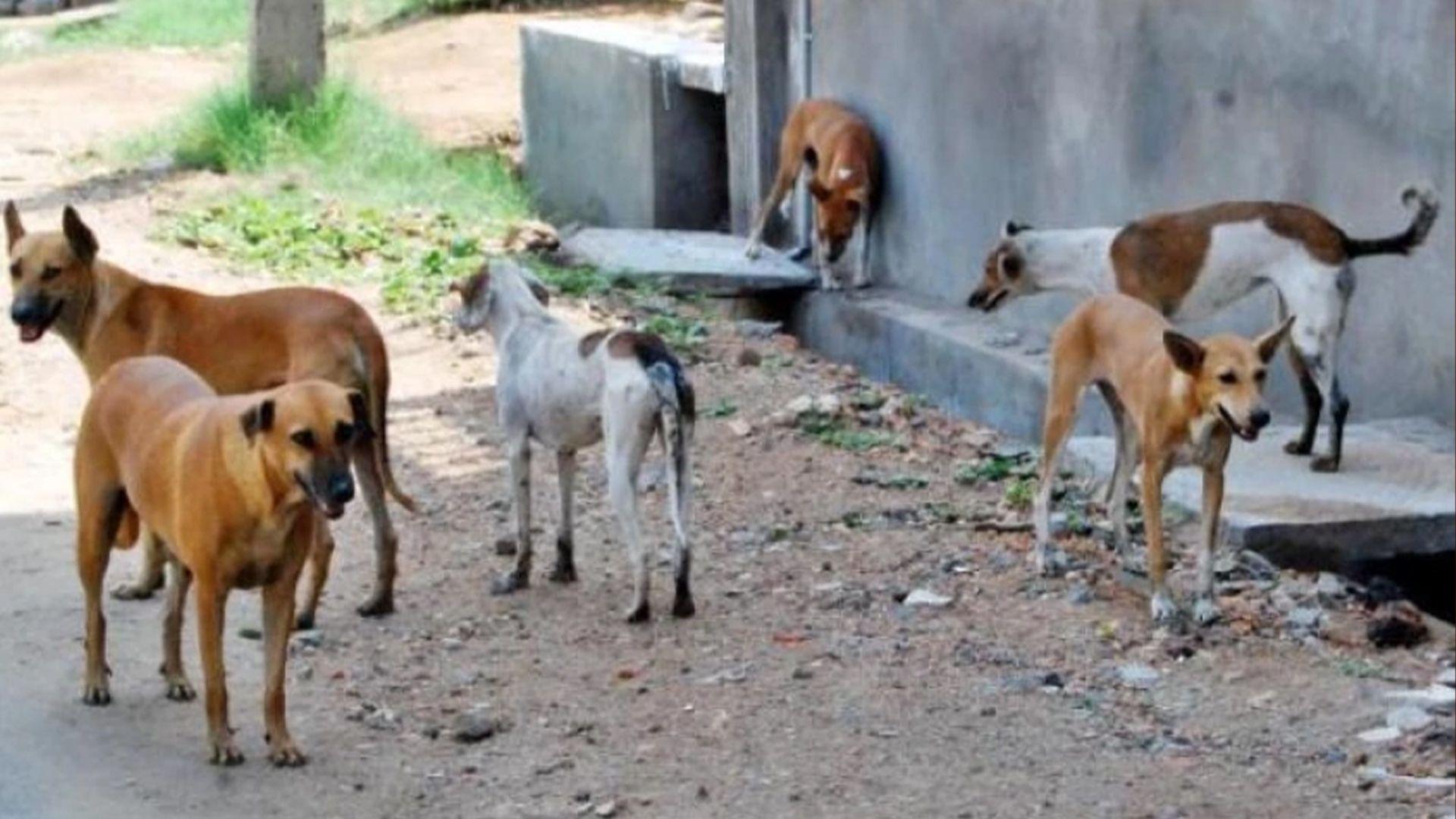 تەندروستی عیراق: ساڵی رابردوو 50 هەزار حاڵەتی گەستنی سەگ تۆمارکراوە