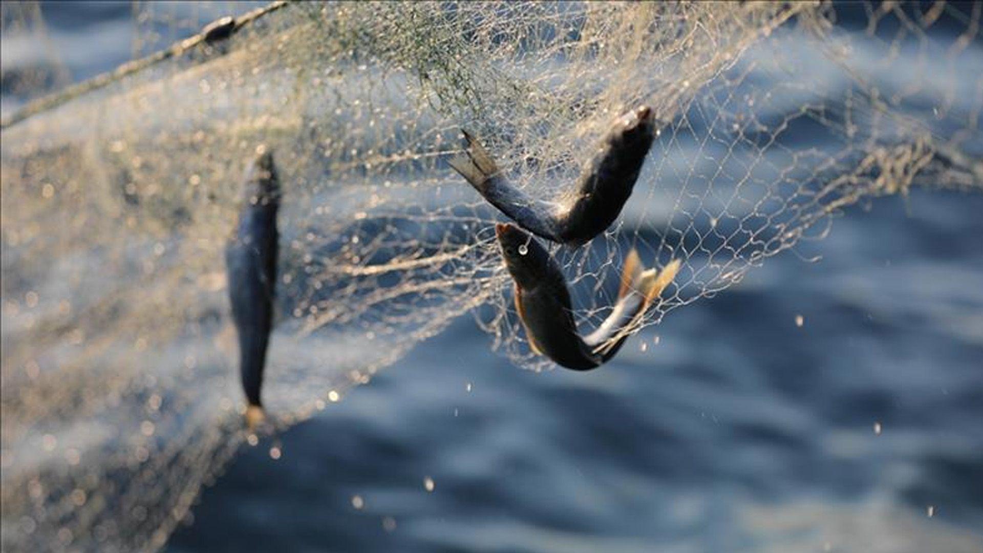 قەدەغەکردنی راوە ماسی لە 10ی ئەم مانگەوە تاوەکو 20ی 6ی ئەمساڵ دەستپێدەکات