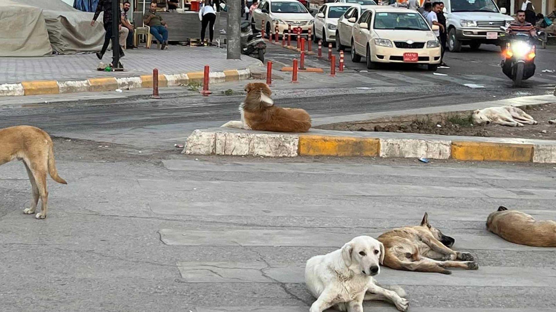 شارەوانی سلێمانی هەڵمەتێکی کۆکردنەوەی بۆ سەگی بێلانە راگەیاند