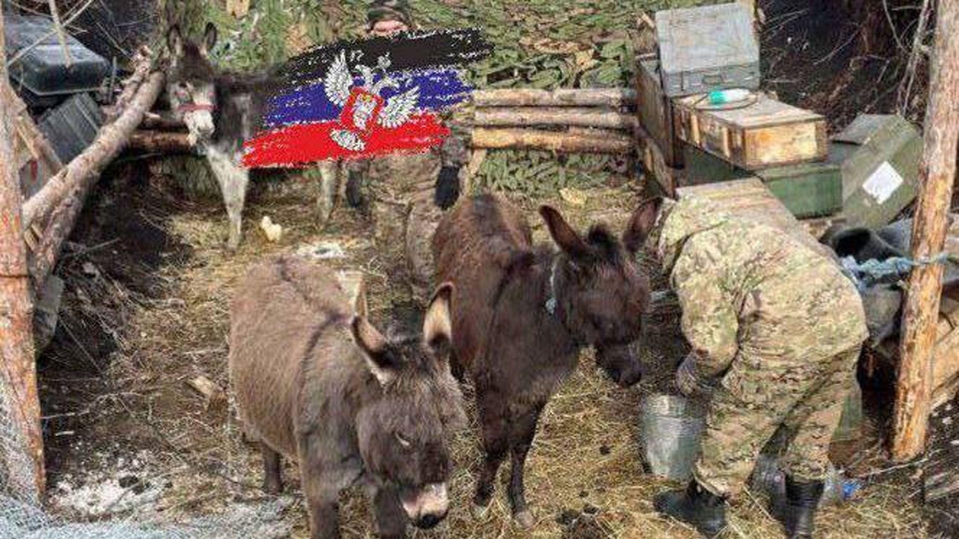 گوێدرێژ و درۆن ئاڕاستەی ململانێ سەربازییەكانی ئۆكراین و روسیا دەگۆڕن