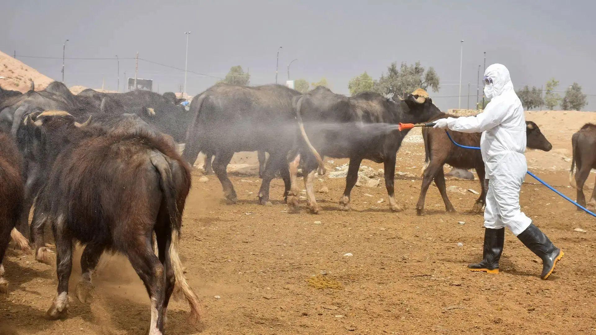حاڵەتێکی دیکەی توشبوون بەتای خوێنبەربوون لە هەرێم تۆمارکرا