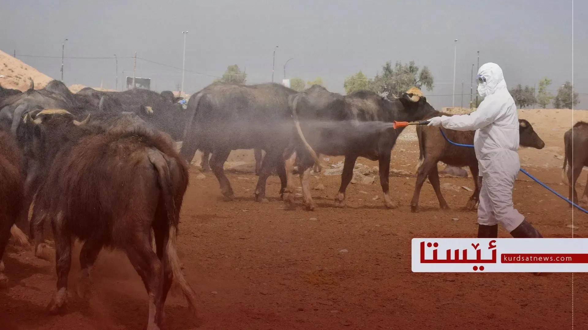 وەزارەتی تەندروستی چەند بڕیار و رێنماییەکی بۆ رێگریکردن لە بڵاوبوونەوەی تای خوێنبەربوون بڵاوکردەوە