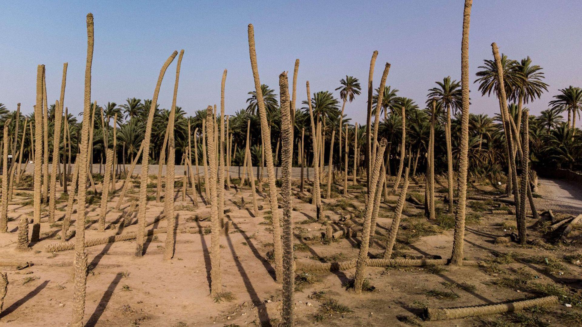 بە بیابانبوون هەڕەشە لە زەوییە كشتوكاڵییەكانی عیراق دەكات