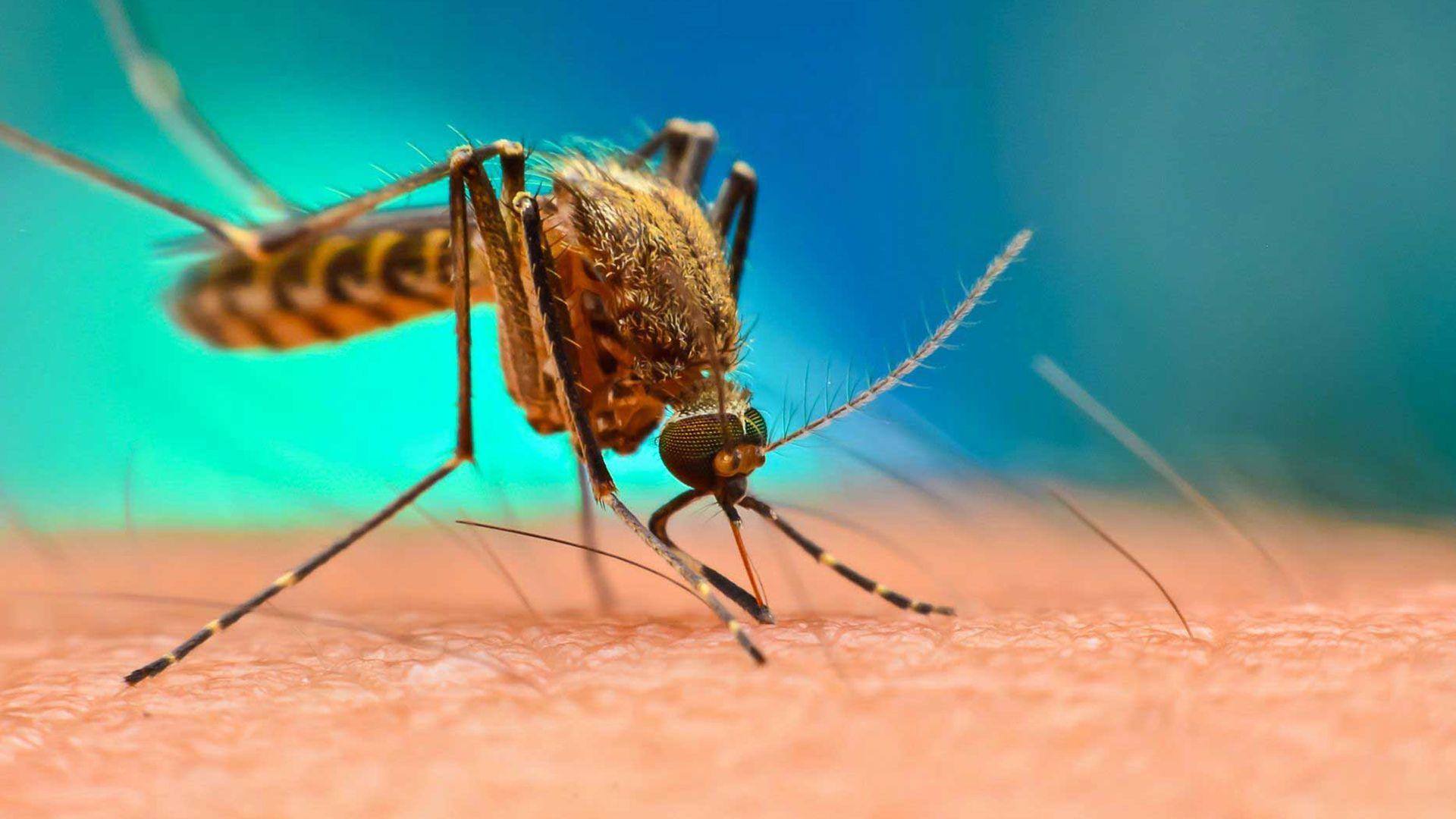 تەندروستی جیهانی: لە ساڵی 2024دا 282 ملیۆن كەس لە جیهاندا توشی مەلاریا بوون