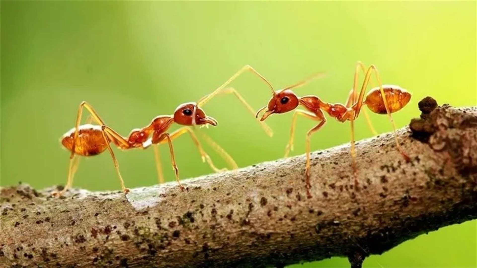 مێرولەیەک بە نرخی زێڕ.. بازرگانییەکی نایاسایی و سەیر لە ئەفریقا