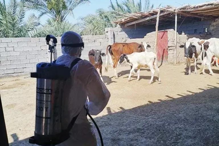 إصابات الحمى النزفية تتصاعد في العراق