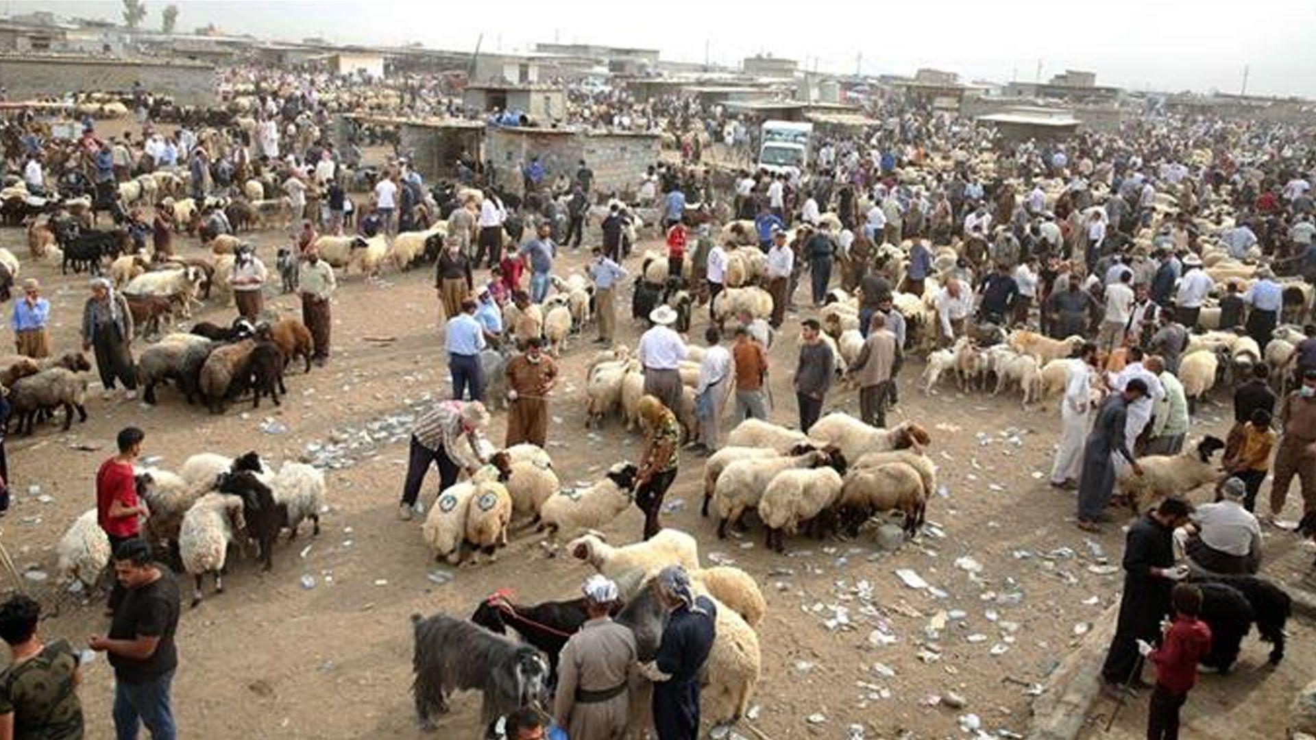 قائیمقامیەتی سلێمانی: چاودێریی مەیدانیی ئاژەڵان دەكەین