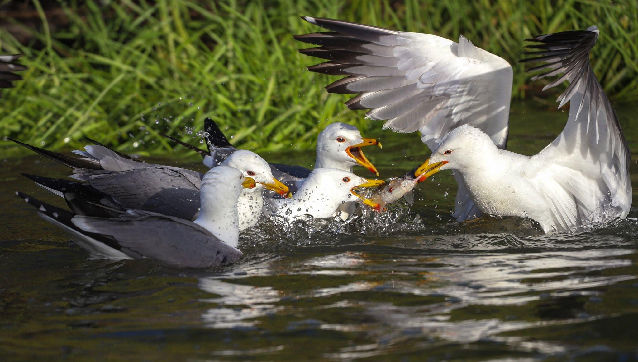 لە کاتی کۆچی ماسییەکان بەرەو ئاوە شیرینەکان، نەورەسەکانی باکووری کوردستان لە ئاوی رووبارەکاندا ماسی دەگرن و دەیبەنەوە بۆ بەچکەکانیان
