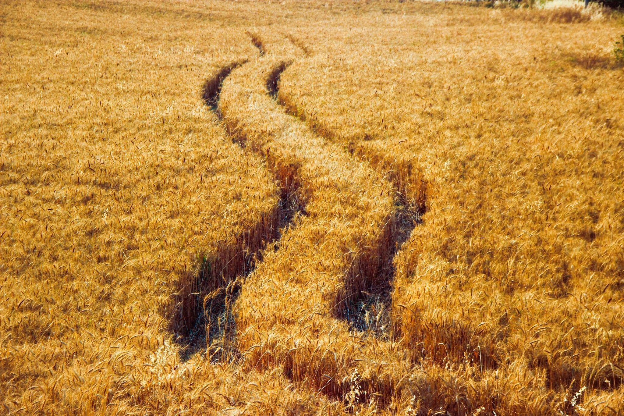 دروێنەکردنی گەنم لە سنوری پارێزگای هەڵەبجە؛ کەمی بارانبارین کاریگەری لەسەر بەرهەمی جوتیاران دروستکردووە. فۆتۆ- هۆگر ئەحمەد