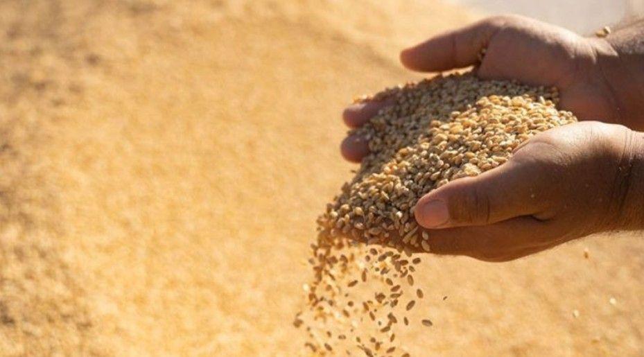 بەڕێوەبەری گشتیی بازرگانیی هەرێم: زیاتر لە 76 ملیار دینار پارەی گەنمی جوتیاران بۆ ساڵی 2025 خەرجکرا