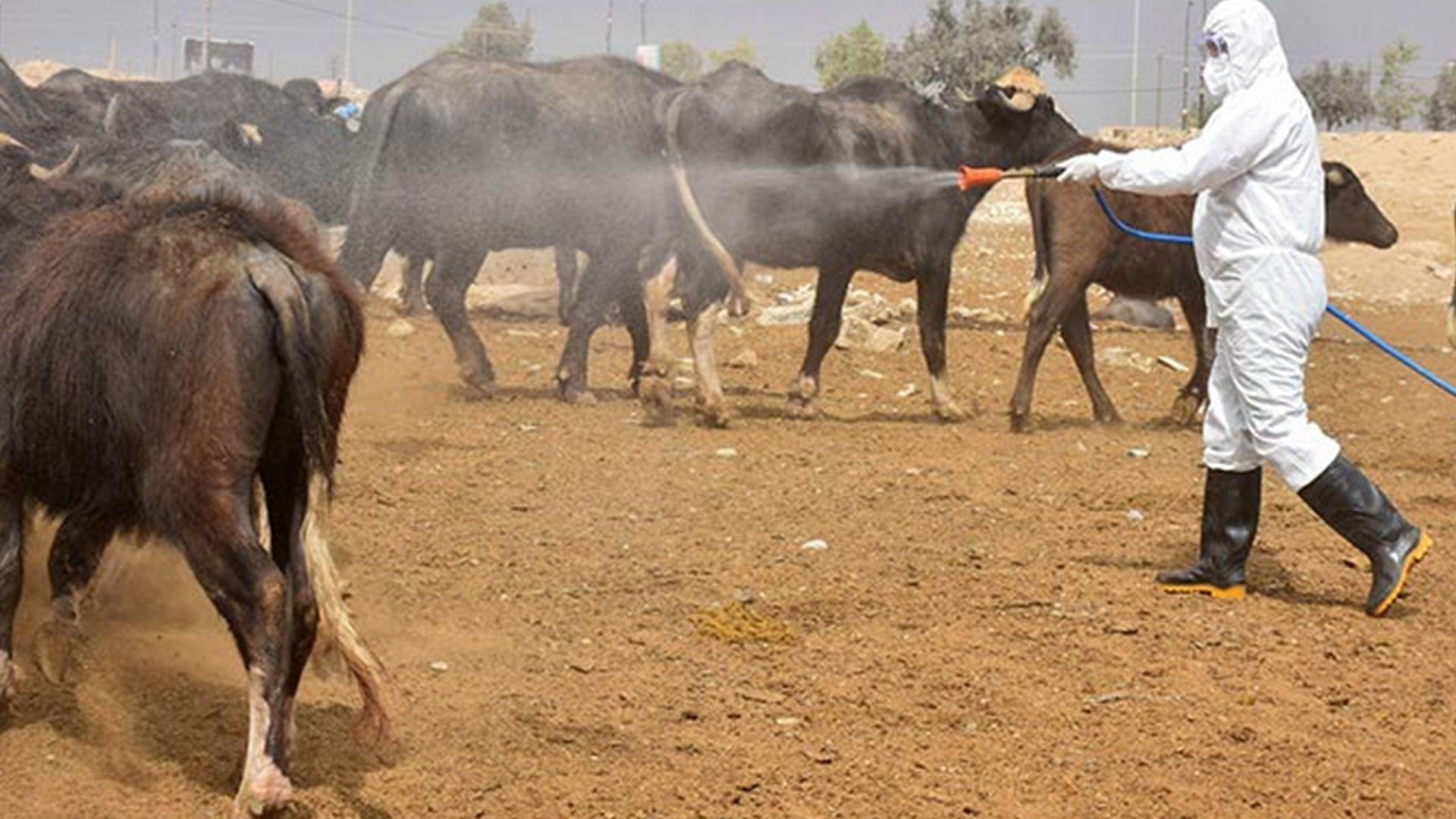 تەندروستی هەولێر: باوک و کوڕێک تووشی تای خوێنبەربوون بوون
